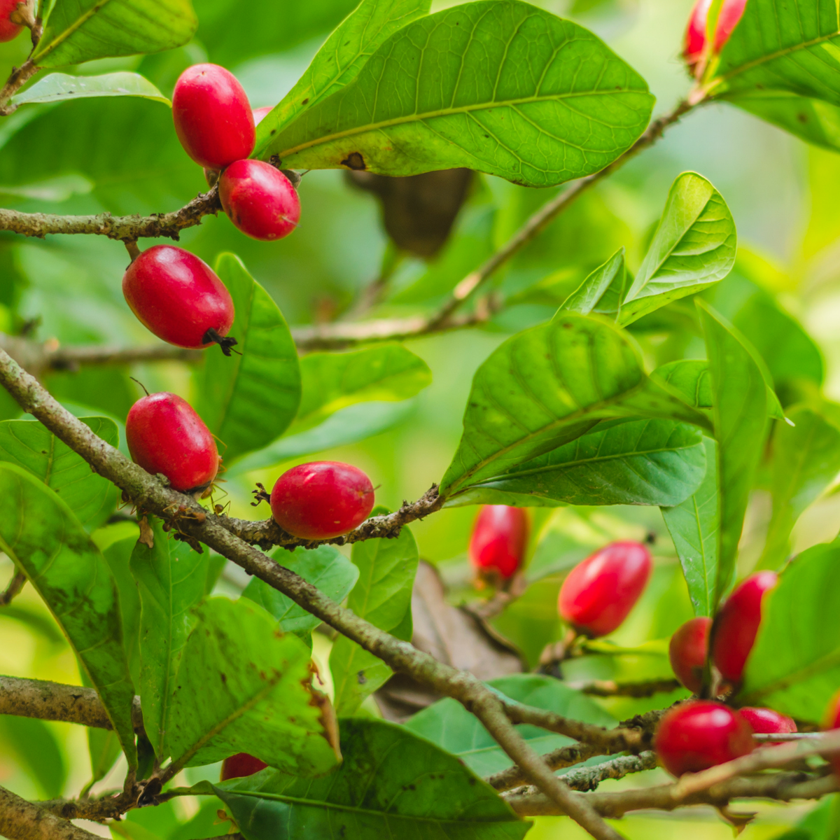 Miracle Fruit (Synsepalum dulcificum) — Specialty Food Source
