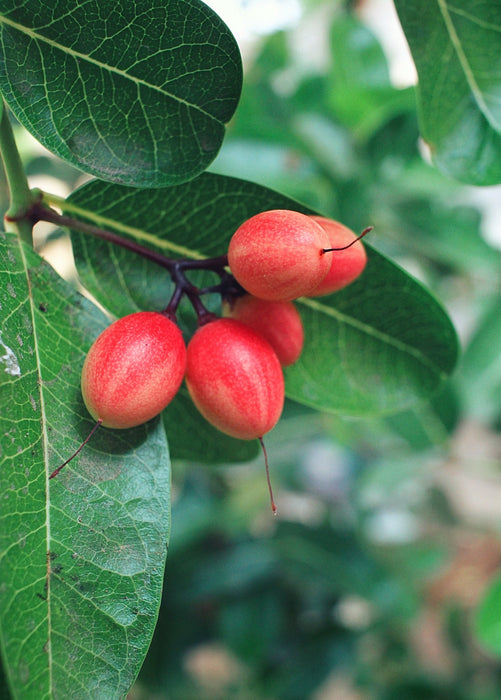 Miracle Fruit (Synsepalum dulcificum)