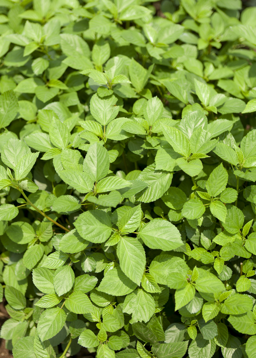 Molokhia Egyptian Spinach (Corchorus olitorius)