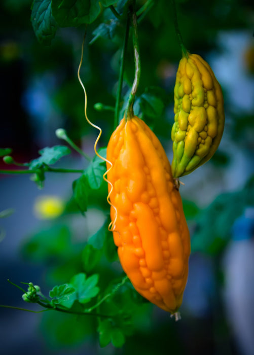 Bitter Melon, Chinese (Momordica charantia)