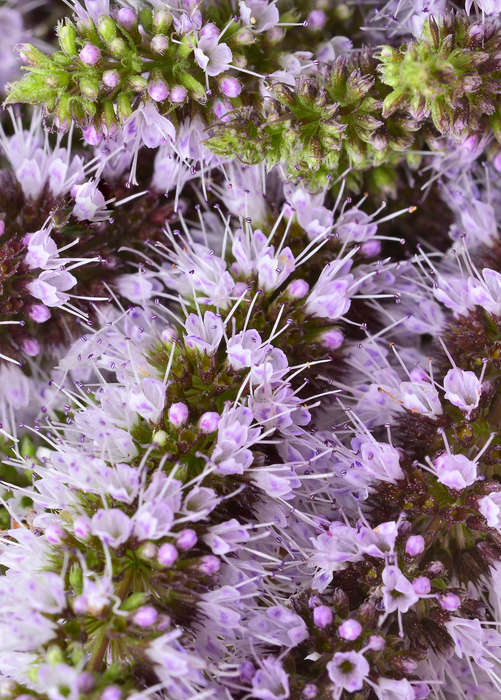 Moroccan Mint (Mentha spicata)