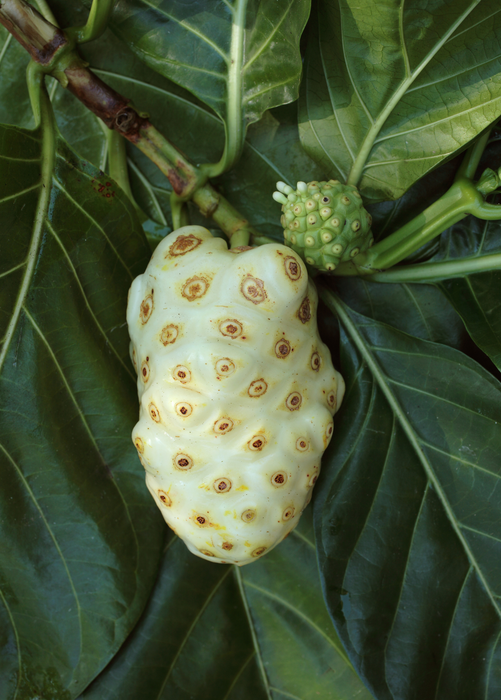 Noni (Morinda citrifolia)