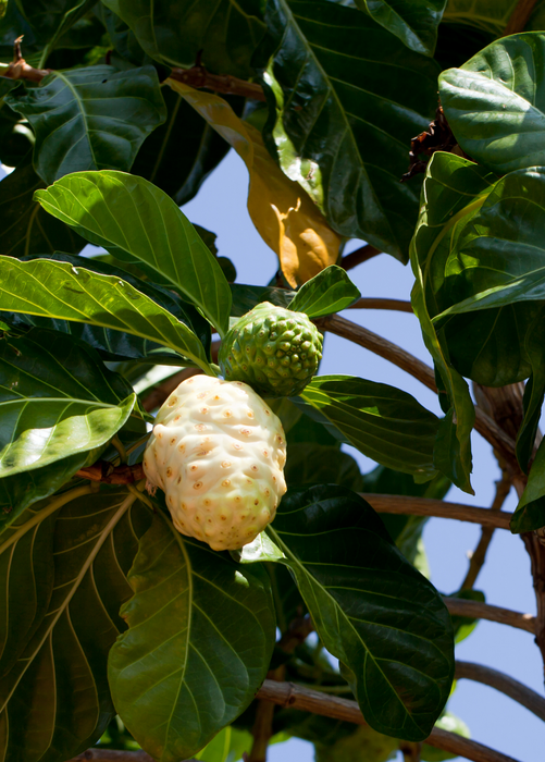 Noni (Morinda citrifolia)