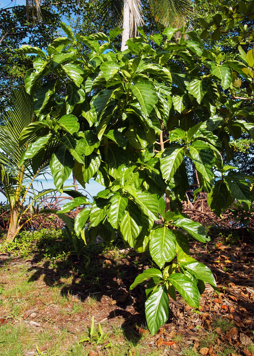 Noni (Morinda citrifolia)