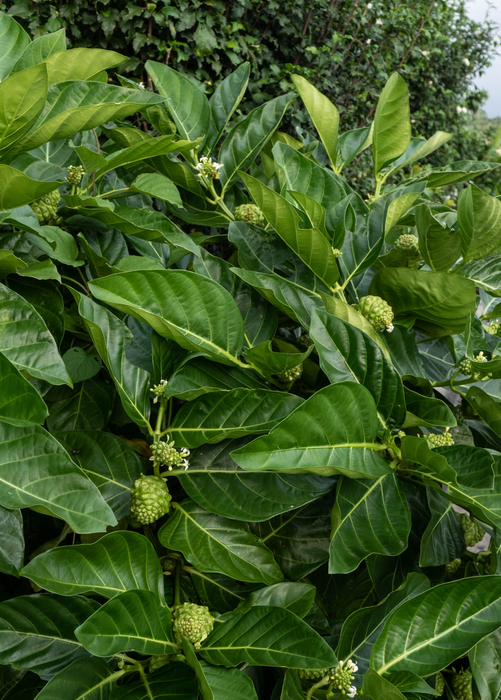 Noni (Morinda citrifolia)
