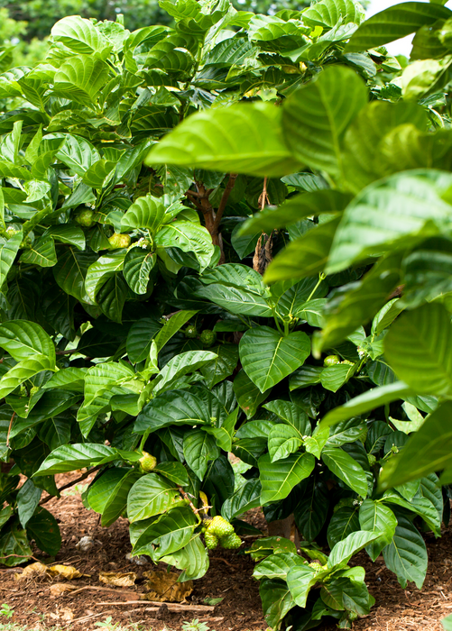 Noni (Morinda citrifolia)