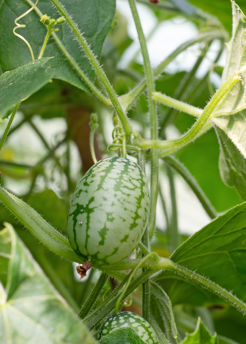 Mouse Melon (Melothria scabra)