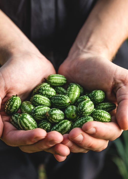 Mouse Melon (Melothria scabra)