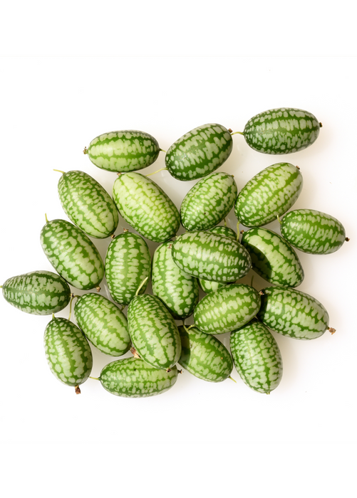 Mouse Melon (Melothria scabra)