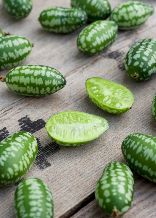 Mouse Melon (Melothria scabra)