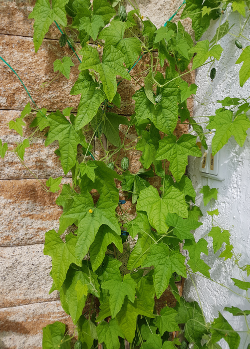 Mouse Melon (Melothria scabra)