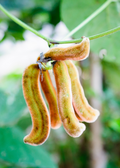 Velvet Bean (Mucuna pruriens)