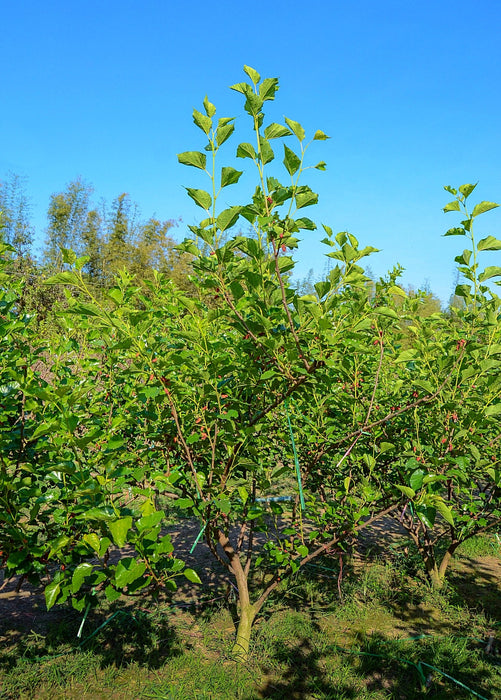 Mulberry 'Shangri La' (Morus alba x rubra)