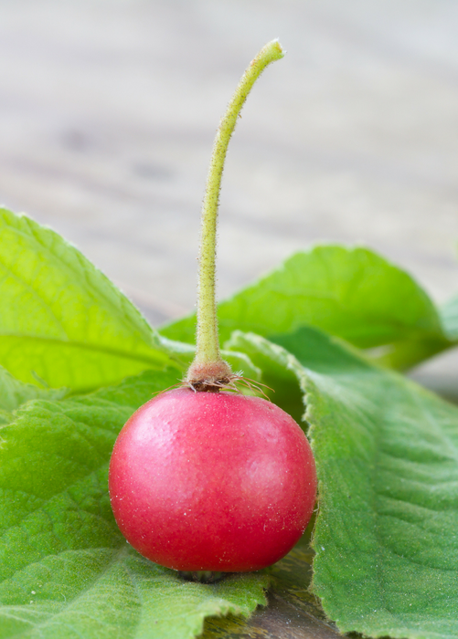 Strawberry Tree, Red (Muntingia calabura)