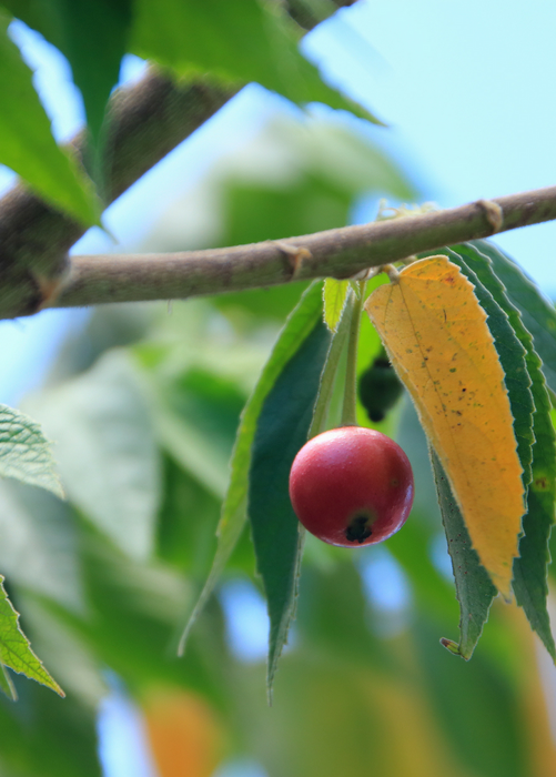 Strawberry Tree, Red (Muntingia calabura)