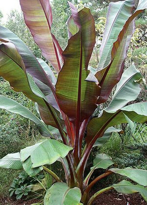 Banana 'Siam Ruby' (Musa acuminata)