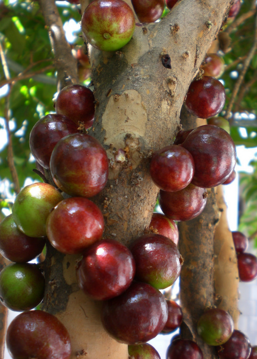 Jaboticaba, Red (Myrciaria Plinia cauliflora x aureana)