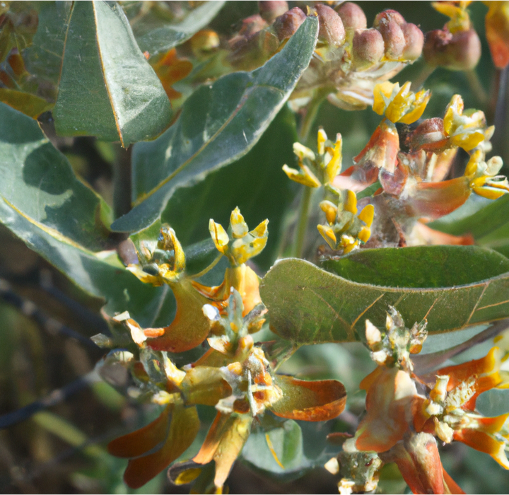 Narrowleaf Milkweed Seeds