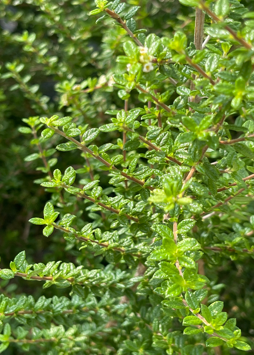 Moujean Tea, Bahama Berry (Nashia inaguensis)