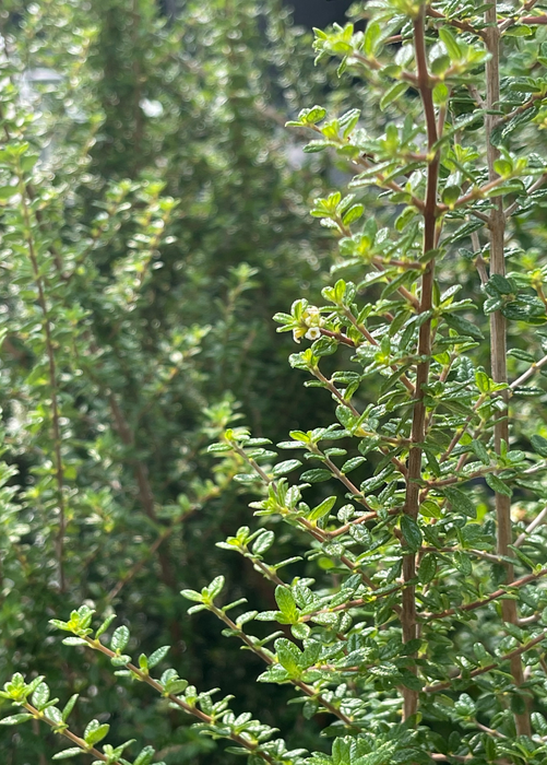 Moujean Tea, Bahama Berry (Nashia inaguensis)