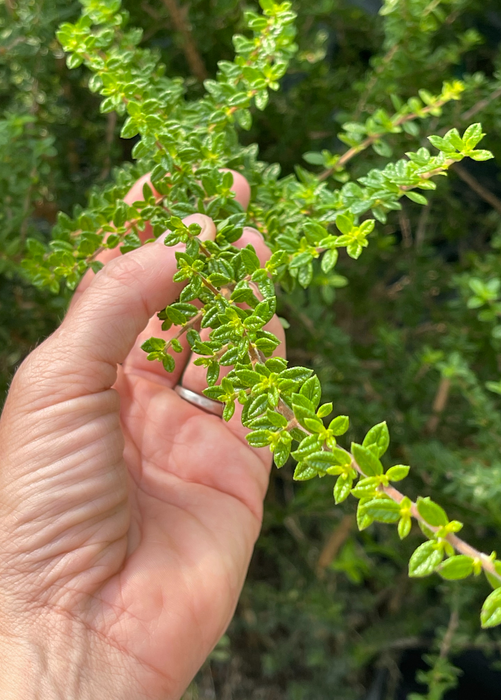 Moujean Tea, Bahama Berry (Nashia inaguensis)