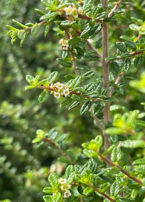 Moujean Tea, Bahama Berry (Nashia inaguensis)