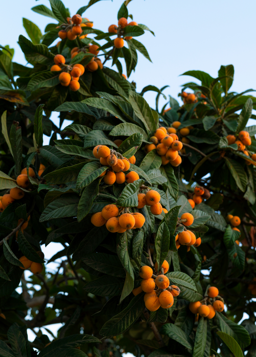 Loquat 'Italy' (Eriobotrya japonica)