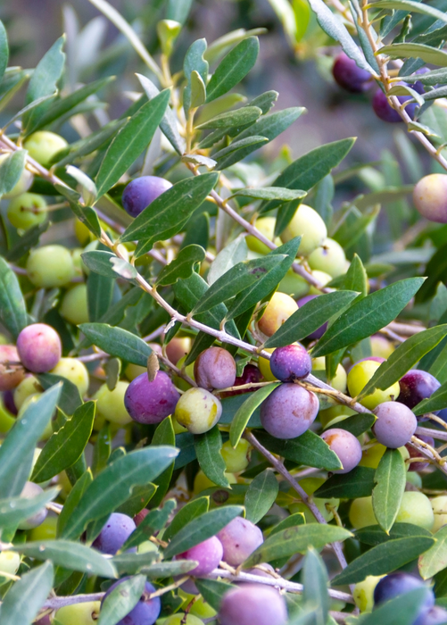 Olive 'Arbequina' (Olea europea)
