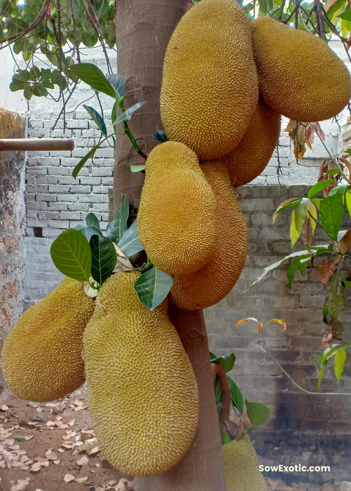 Jackfruit ‘Orange Crush’ (Artocarpus heterophyllus)