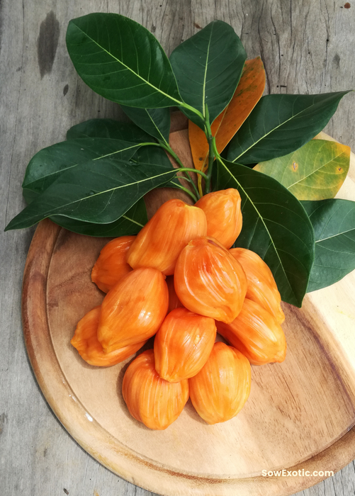 Jackfruit ‘Orange Crush’ (Artocarpus heterophyllus)