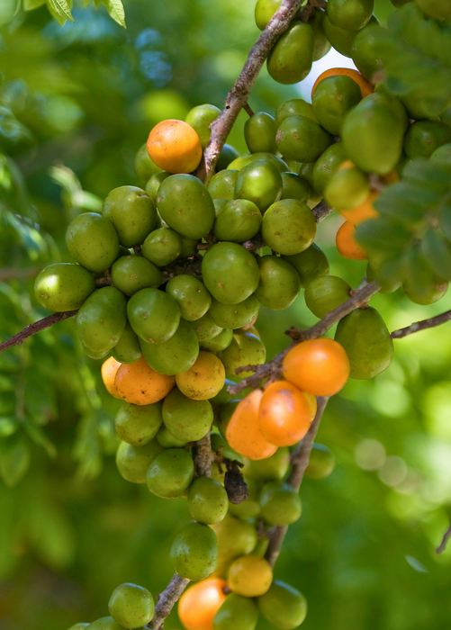 Governor’s Plum (Flacourtia rukam)
