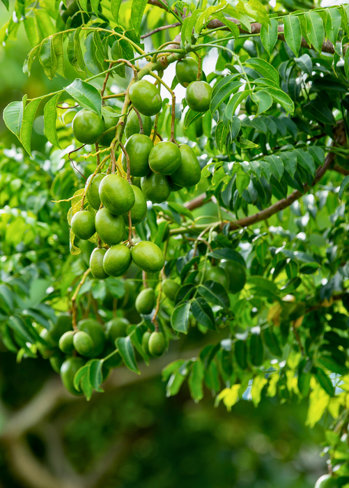 Governor’s Plum (Flacourtia rukam)