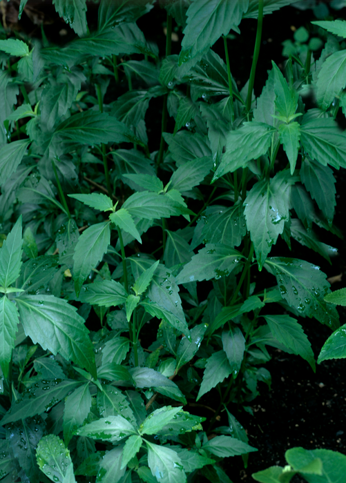 Java Tea (Orthosiphon stamineus)