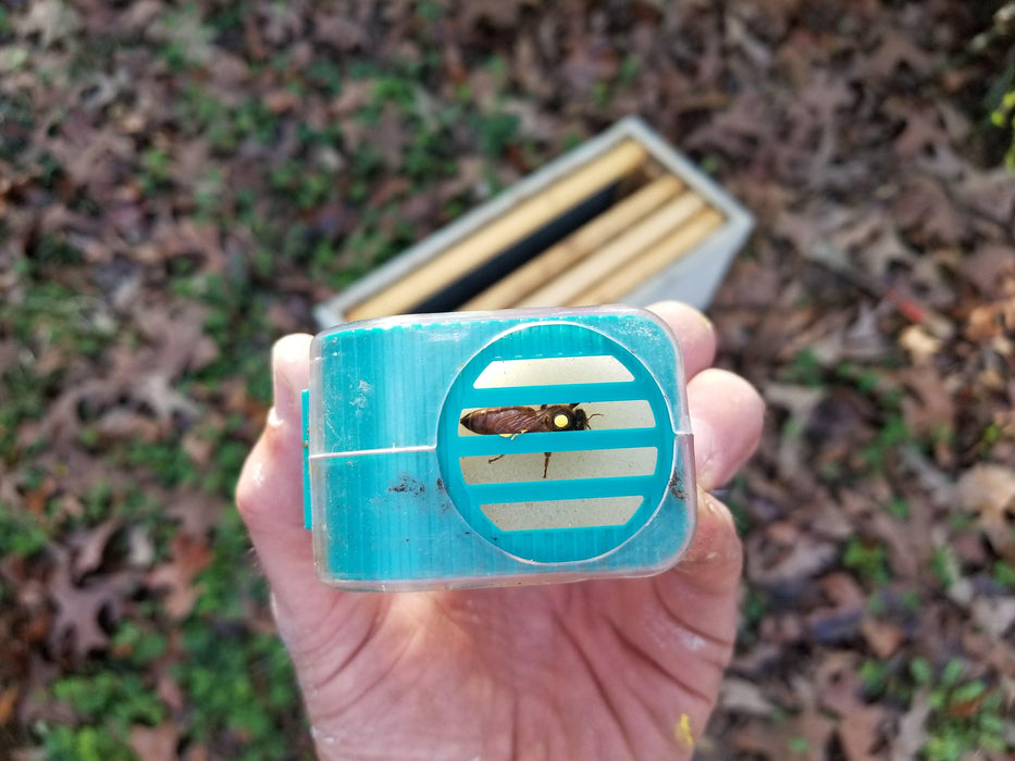 POSCA Queen Marking Pen