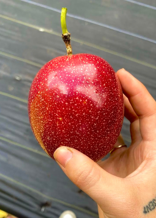 Passion Fruit 'Panama Red' (Passiflora edulis)