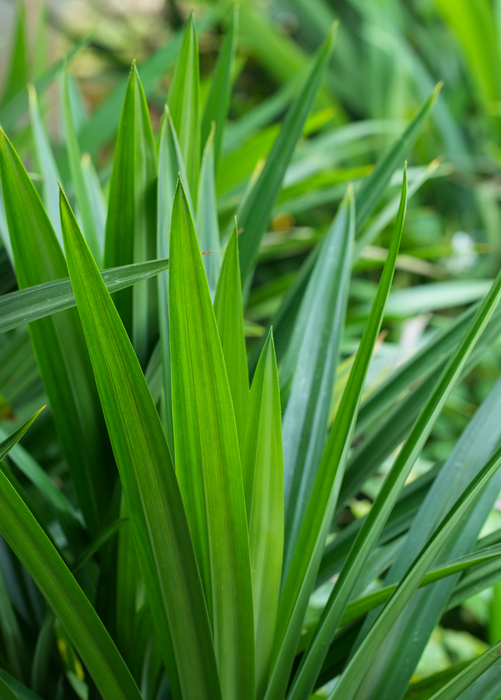 Pandan Leaf (Pandanus amaryllifolius)