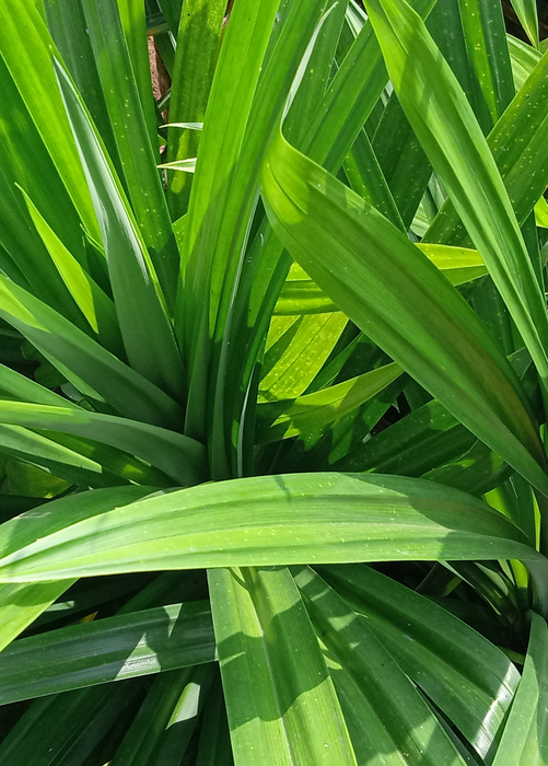 Pandan Leaf (Pandanus amaryllifolius)