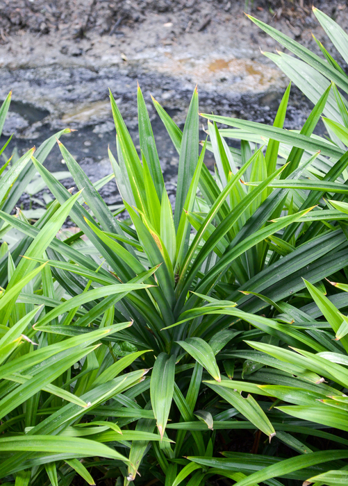 Pandan Leaf (Pandanus amaryllifolius)