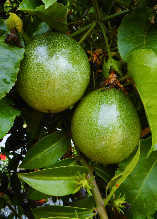 Passiflora 'Bounty' (Passiflora edulis)