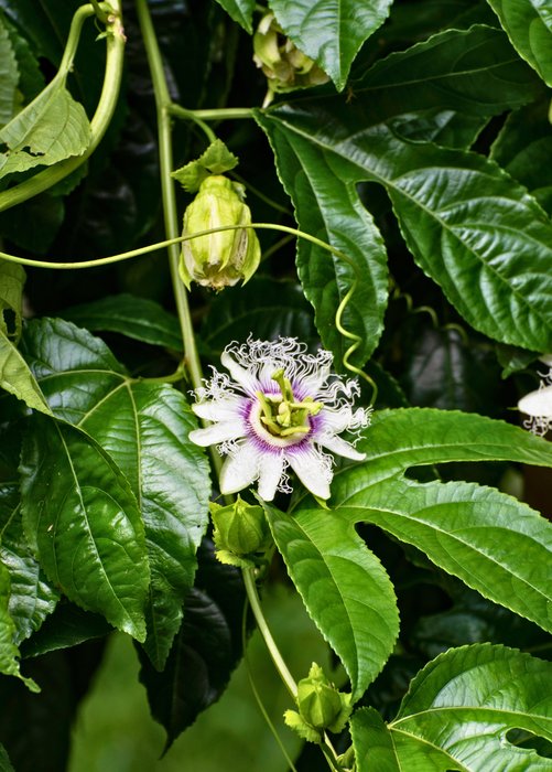 Passiflora 'Bounty' (Passiflora edulis)