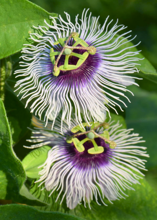 Passiflora 'Bounty' (Passiflora edulis)