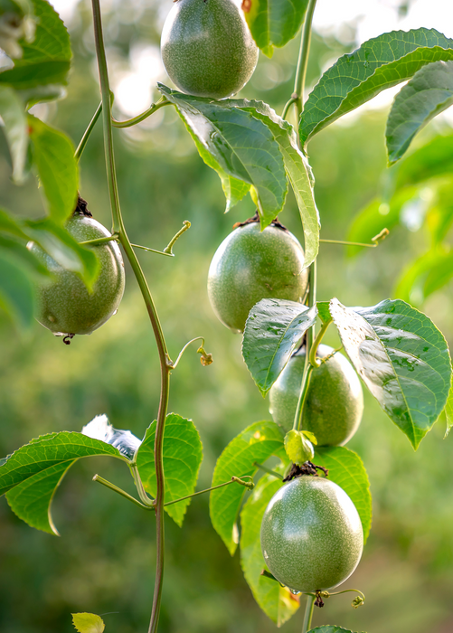 Passion Fruit Vine ‘Sweet Yellow Sunrise’ (Passiflora edulis var. flavicarpa)
