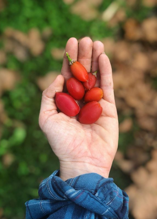 Peanut Butter Fruit (Bunchosia argentea)