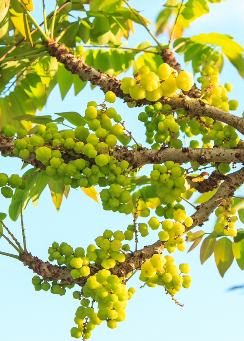 Otaheite Gooseberry (Phyllanthus acidus)