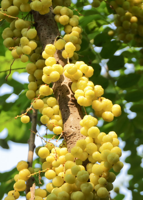 Otaheite Gooseberry (Phyllanthus acidus)