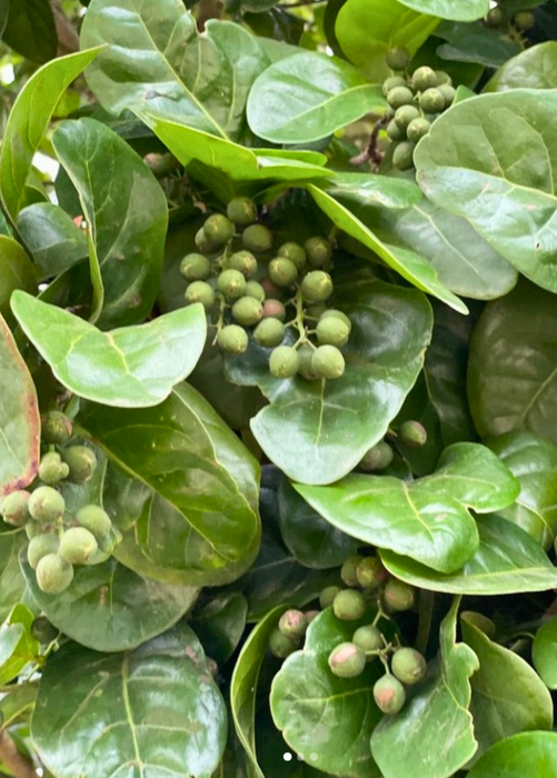 Pigeon Plum (Coccoloba diversifolia)