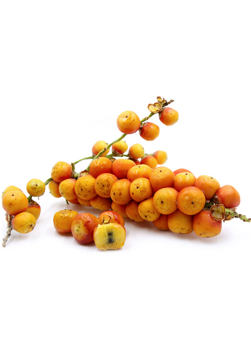 Jelly Palm (Butia capitata)