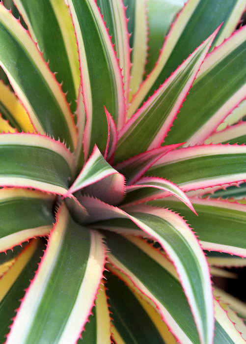 Pineapple 'Juicy', Variegated (Ananas comosus)