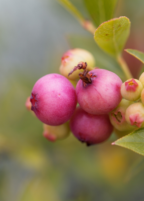 Blueberry 'Pink Lemonade' (Vaccinium corymbosum 'Pink Lemonade')