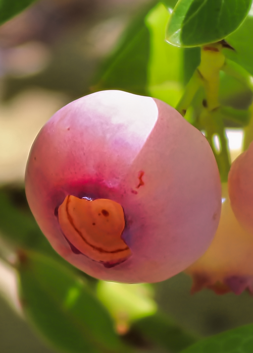 Blueberry 'Pink Lemonade' (Vaccinium corymbosum 'Pink Lemonade')